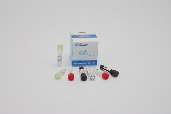 ORF1ab HPV PCR Detection Kit الاختبار الجيني للحمض النووي للتشخيص السريري