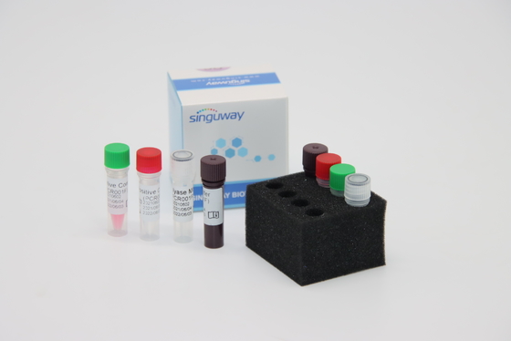 Treponema Pallidum TP Virus فلوري RT PCR Kit Fast HCV Real Time PCR Kit