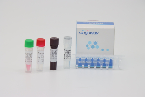 50 نسخة / مل مجموعات تشخيص PCR في الوقت الحقيقي لسرطان الدم BCR-ABL Fusion Gene Typing